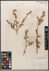 Salix californica Bebb